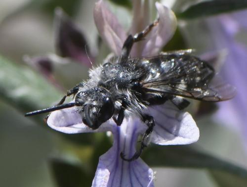 Réf. 280 934 : Melecta sp.
